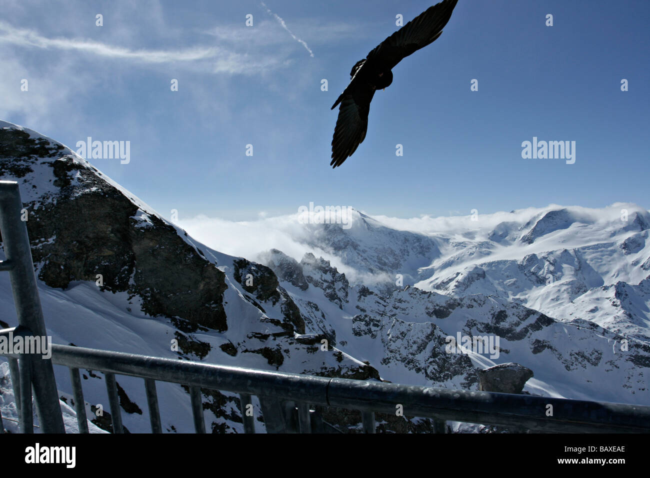 Ein Vogel fliegt über Berggipfel am Mount Titlis-Schweiz Stockfoto