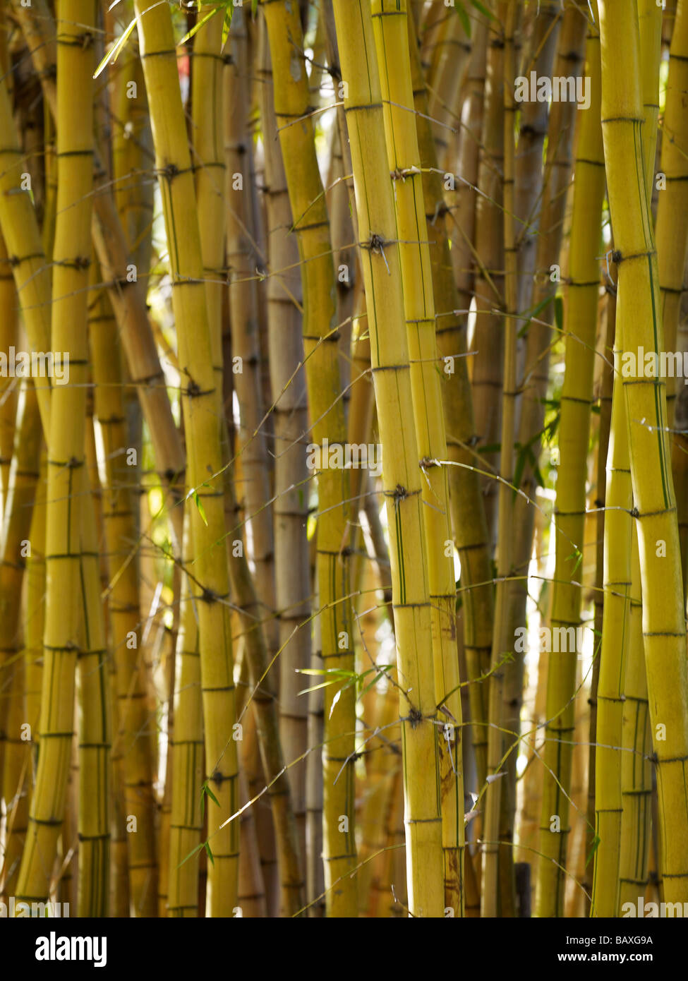 Hain von Bambus Stockfoto