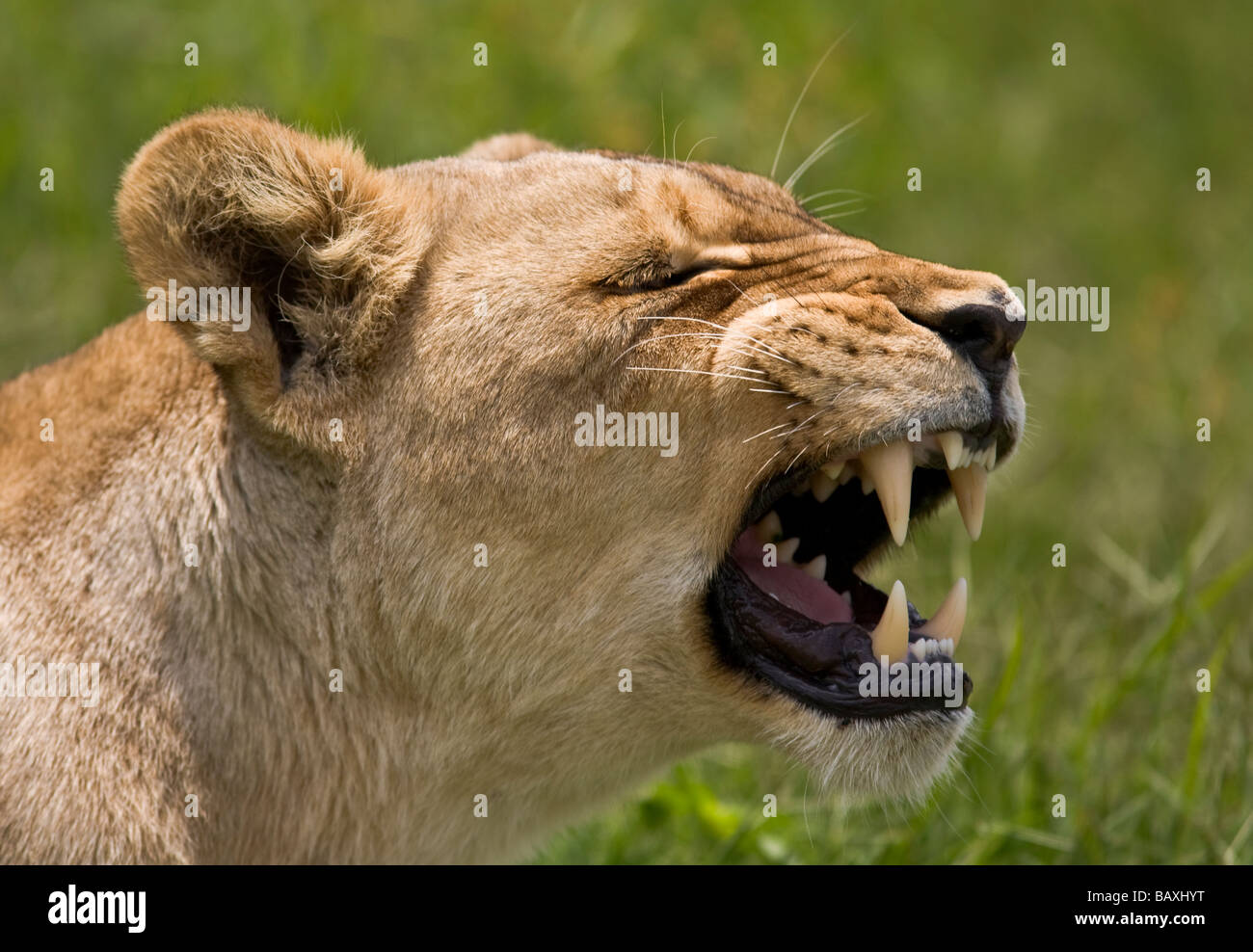Portrait Lioness (Panthera leo) brüllend mit ihren Zähnen. Unscharfer Hintergrund. Kruger-Nationalpark, Südafrika Stockfoto