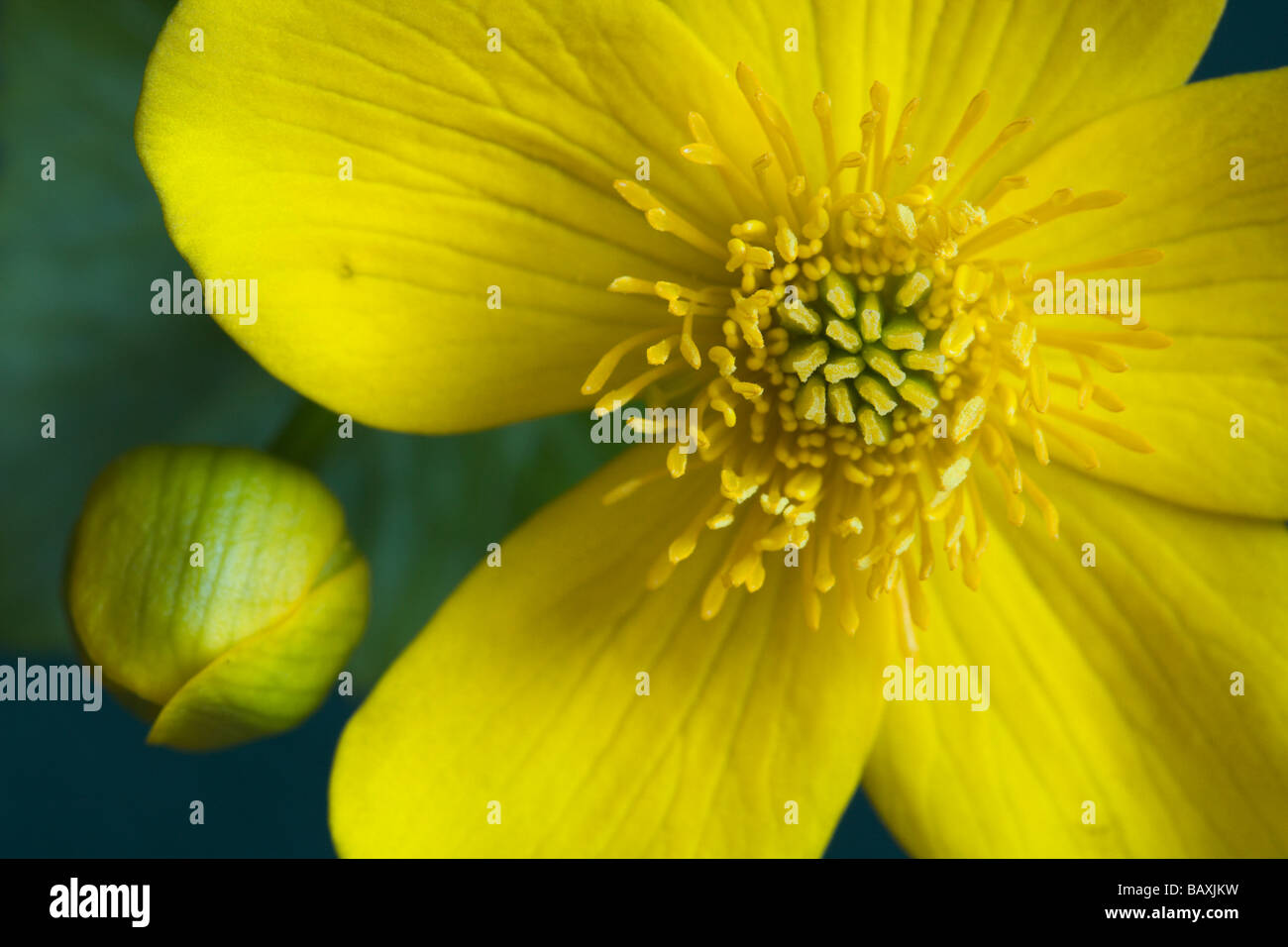 Eine fünfblättrige gelbe Blüte und Knospe Stockfoto
