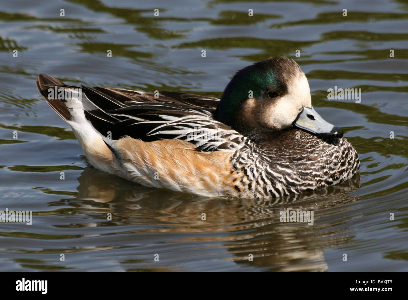 Männliche Chilöe Pfeifente (Anas sibilatrix Mareca sibilatrix) Schwimmen bei Martin bloße WWT, Lancashire, Großbritannien Stockfoto