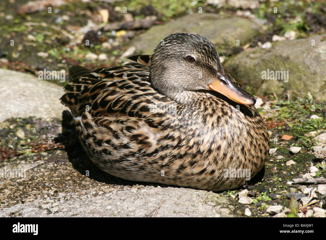 Weibliche Gadwall Anas Strepera saß auf felsigen Boden bei Martin bloße WWT, Lancashire UK Stockfoto