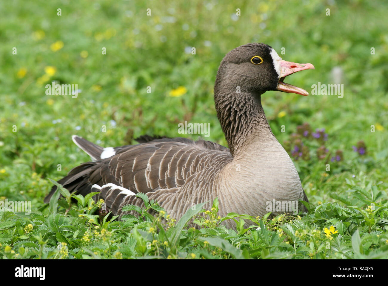 Weniger weiß – Anser Gans Anser Erythropus saß auf Grass ruft bei Martin bloße WWT, Lancashire UK Stockfoto