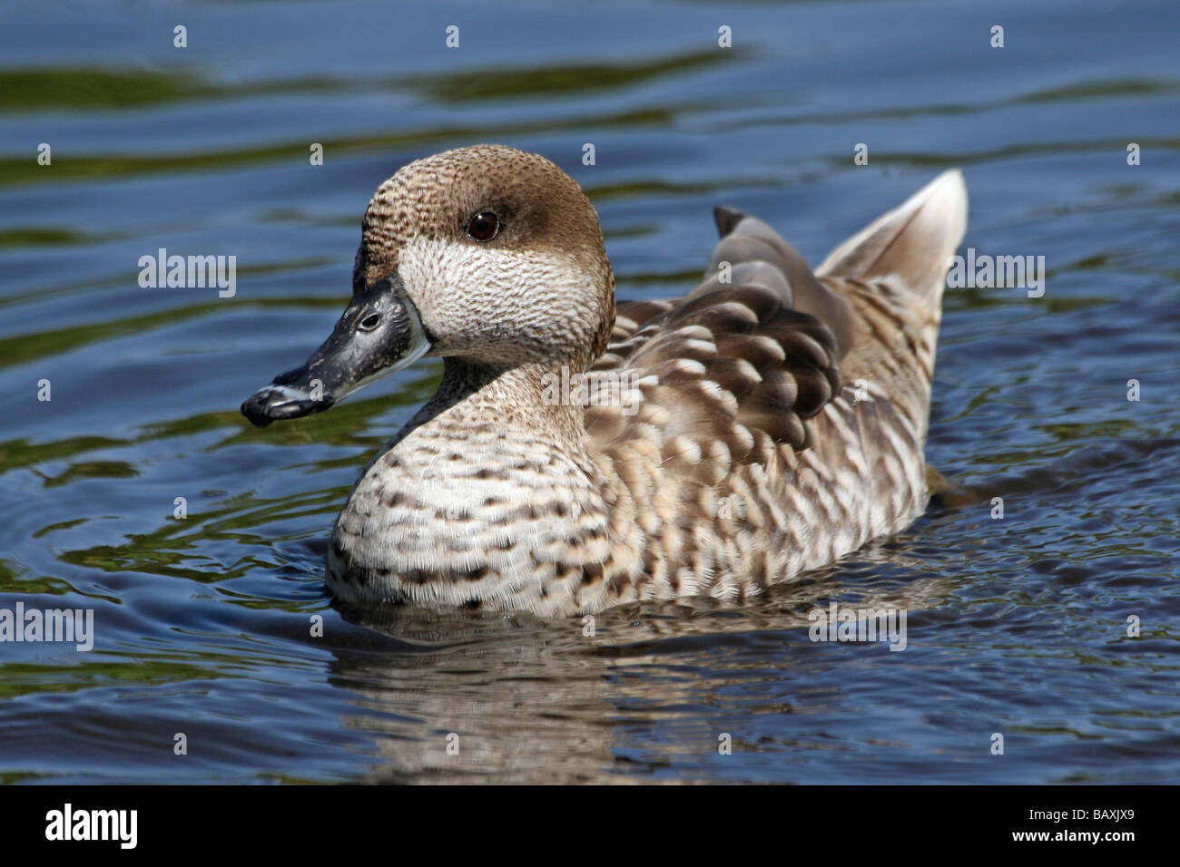 Marbled Teal Marmaronetta Angustirostris schwimmen auf Wasser bei Martin bloße WWT, Lancashire UK Stockfoto