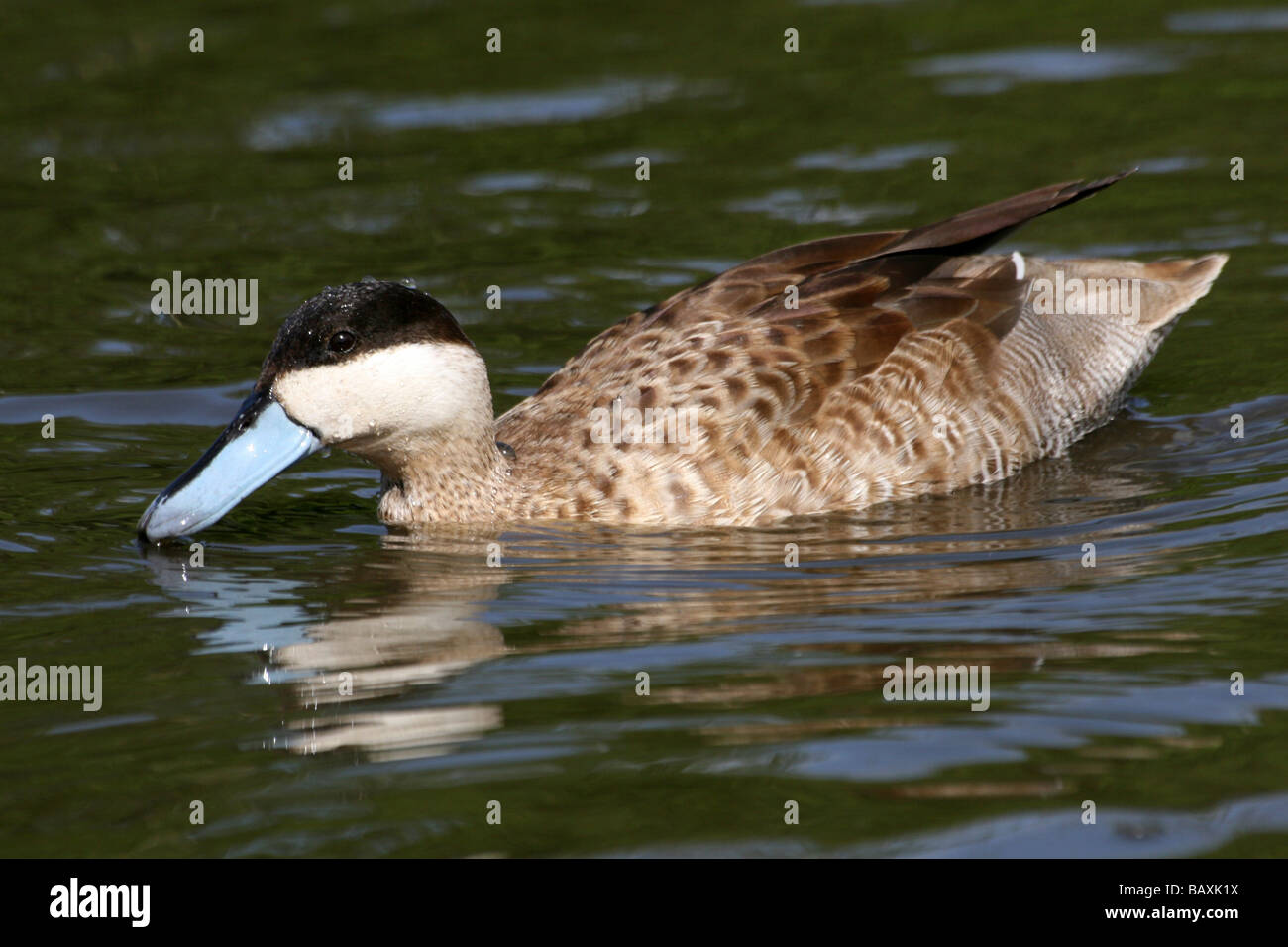 Puna Teal Spachtel puna (ehemals Anas puna) Schwimmen bei Martin bloße WWT, Lancashire, Großbritannien Stockfoto