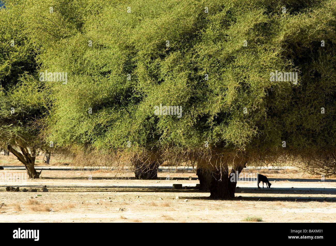 Berglandschaft mit Bäumen und Ziege, Hajjar Berge, Kashab, Khasab, Musandam, Oman Stockfoto