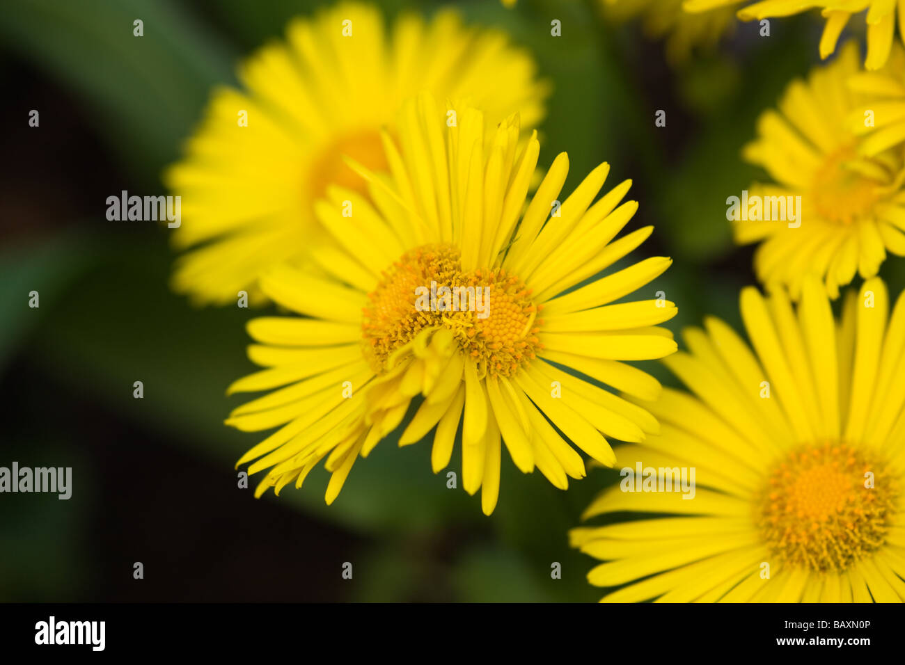 Doppelte gelbe Blüten unter der Leitung Stockfoto