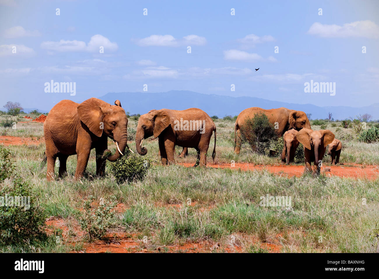 Familie der afrikanischen Bush Elefanten in der Savanne, Tsavo East National Park, Küste, Kenia Stockfoto