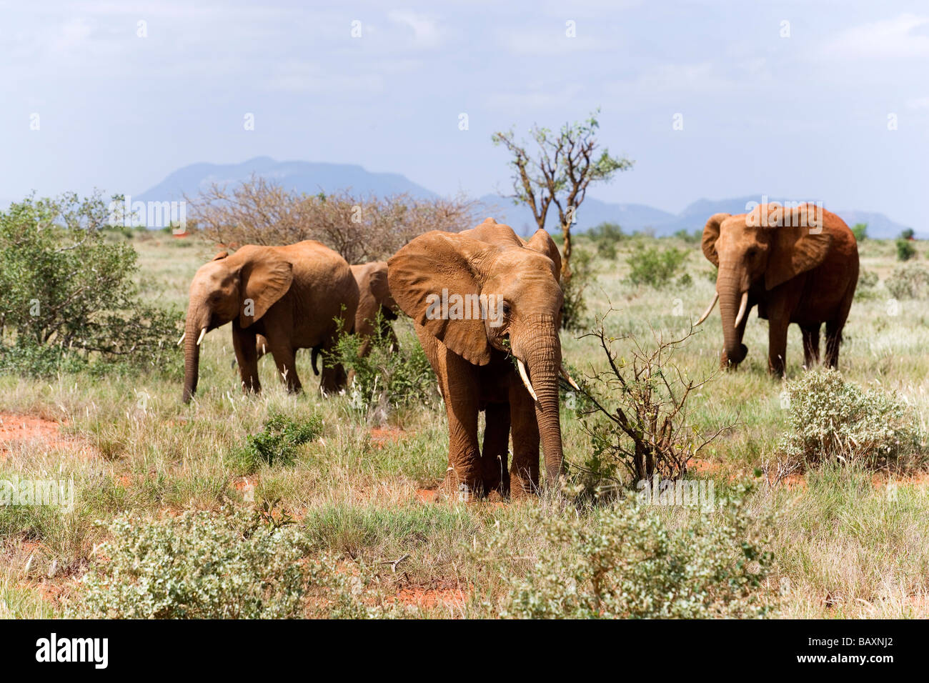 Familie der afrikanischen Bush Elefanten in der Savanne, Tsavo East National Park, Küste, Kenia Stockfoto