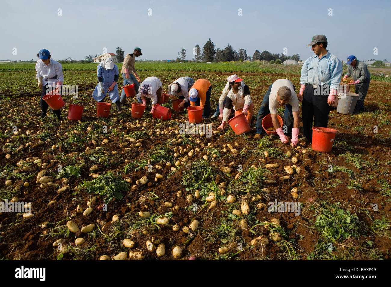 Gruppe von Menschen, die Ernten Kartoffeln, Kartoffelernte, in der Nähe von Perivolia, Bezirk Larnaka, Süd-Zypern, Zypern Stockfoto