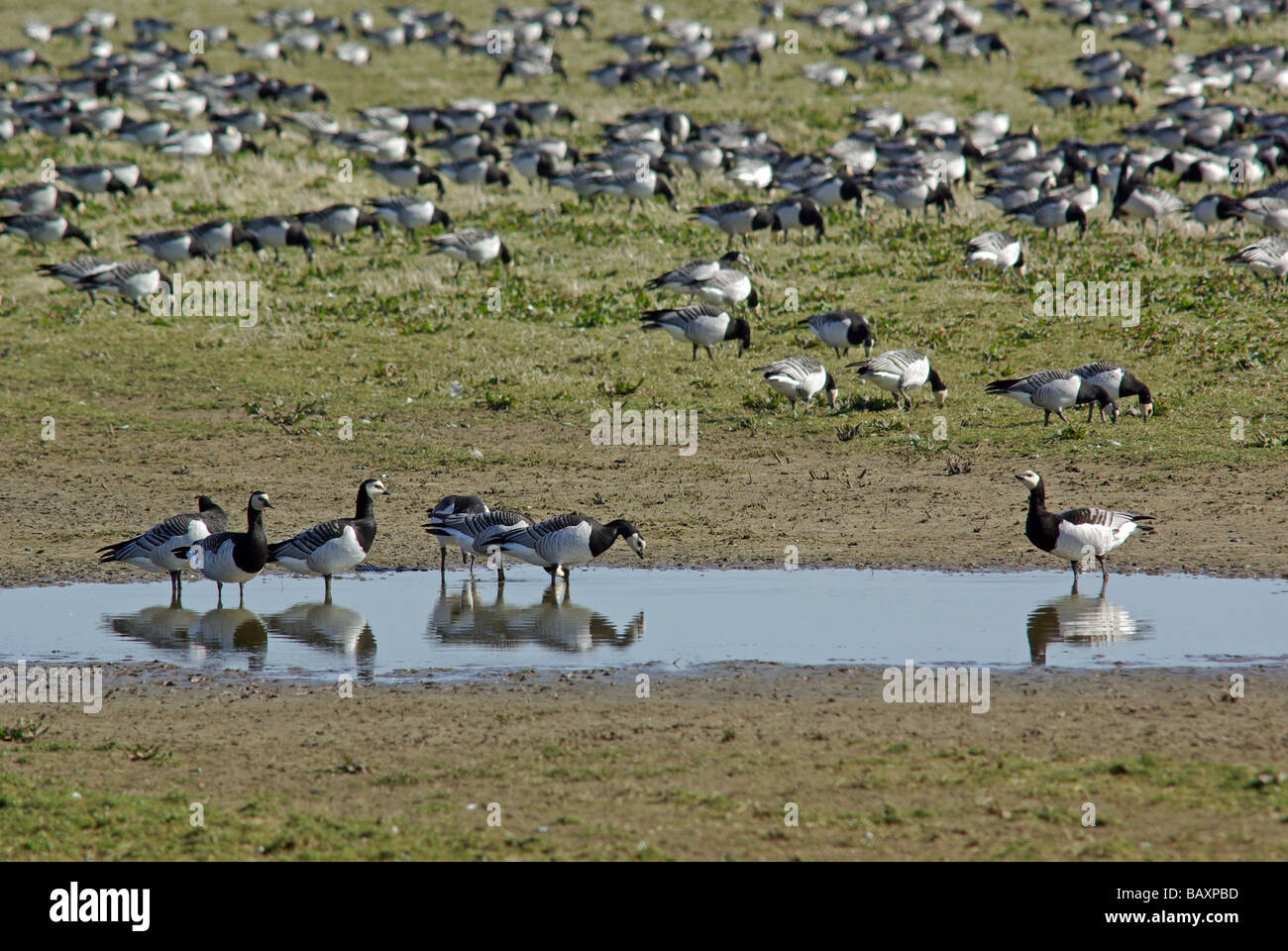 Weißwangengans - Branta leucopsis Stockfoto