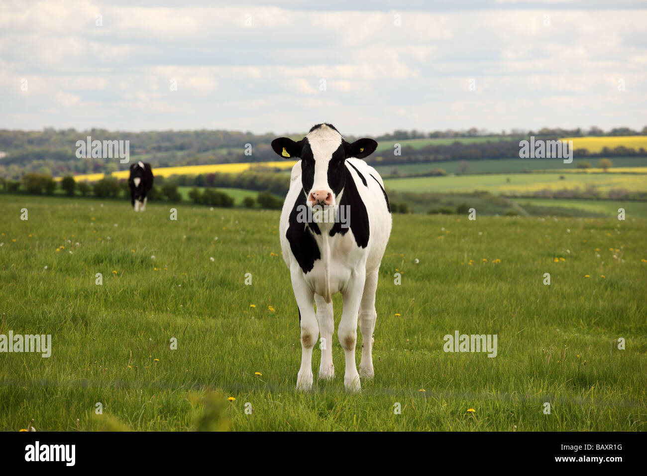 Nahaufnahme einer schwarz-weißen Kuh, die direkt auf die Kamera in einem Wiltshire Field, England, schaut Stockfoto