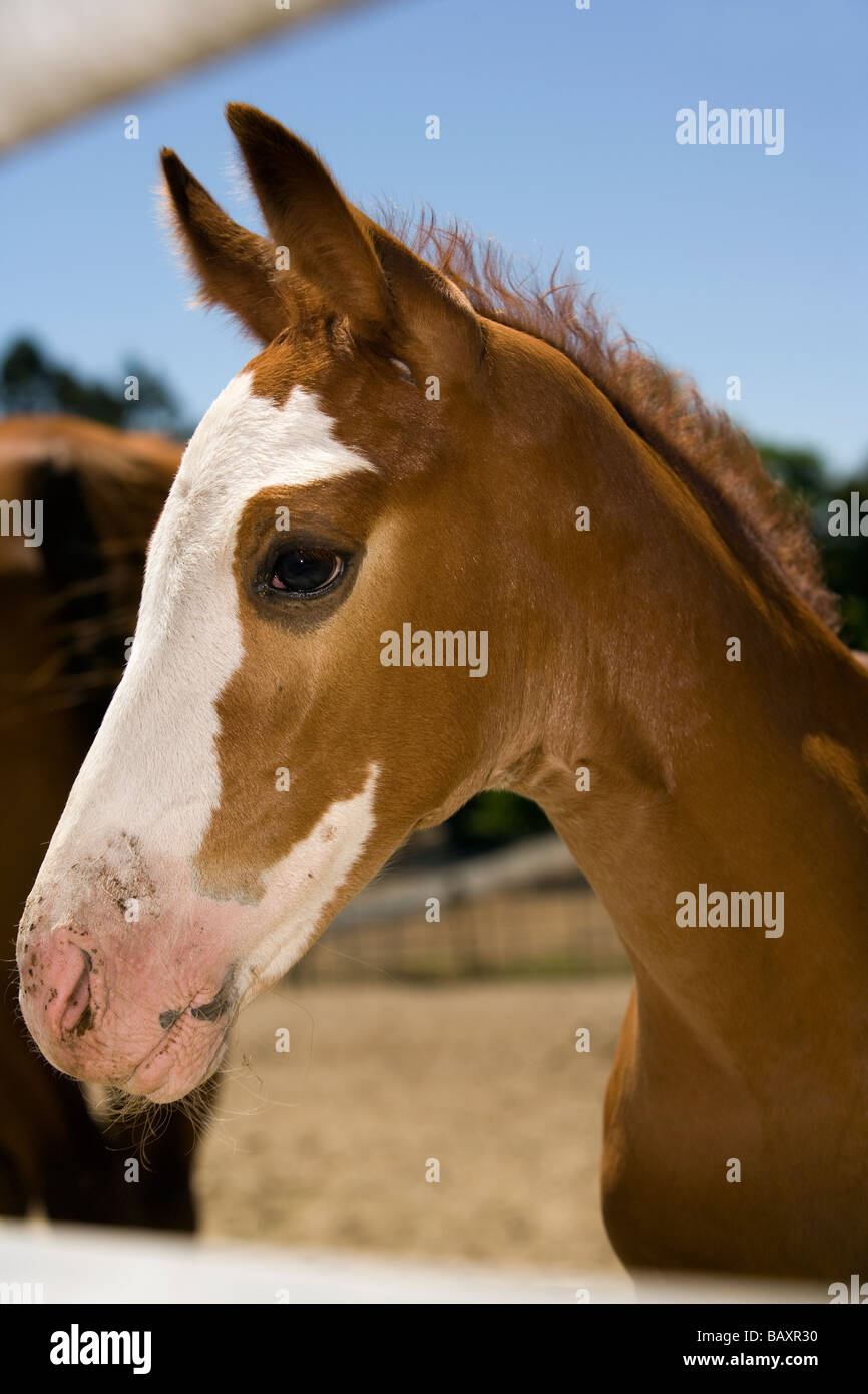 Pferd Porträt - Petaluma, Kalifornien Stockfoto