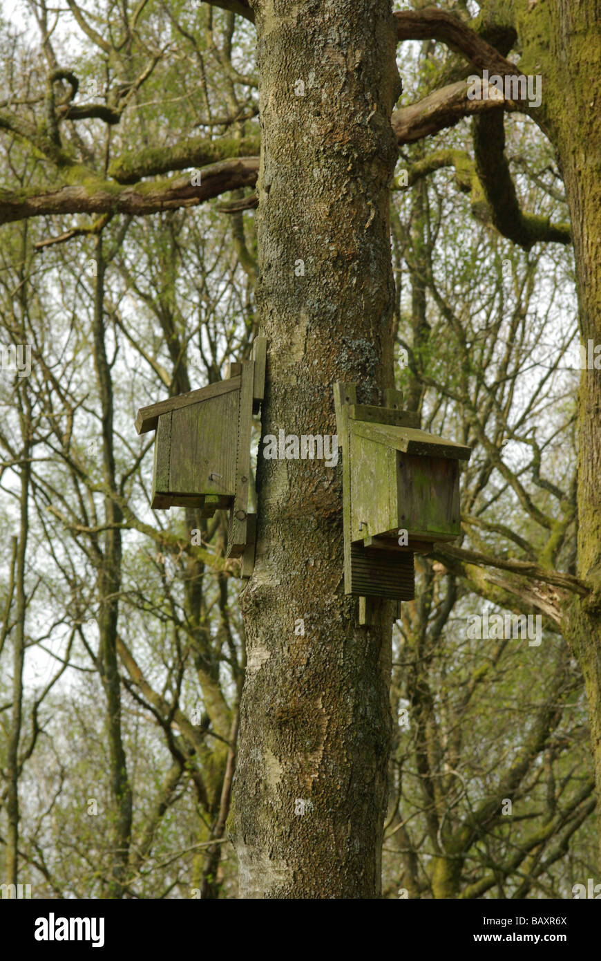 Fledermauskästen Stockfoto