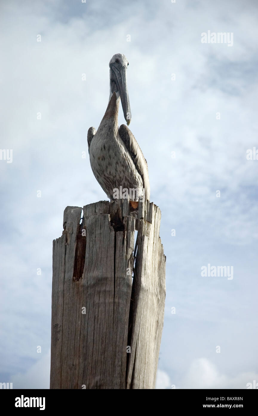 Pelikan im Hafen von Chaguaramas Stockfoto