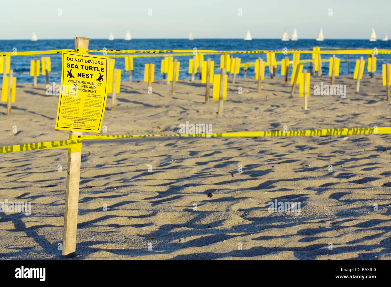 Meeresschildkröten nisten Bereich - Pompano Beach, Florida Stockfoto