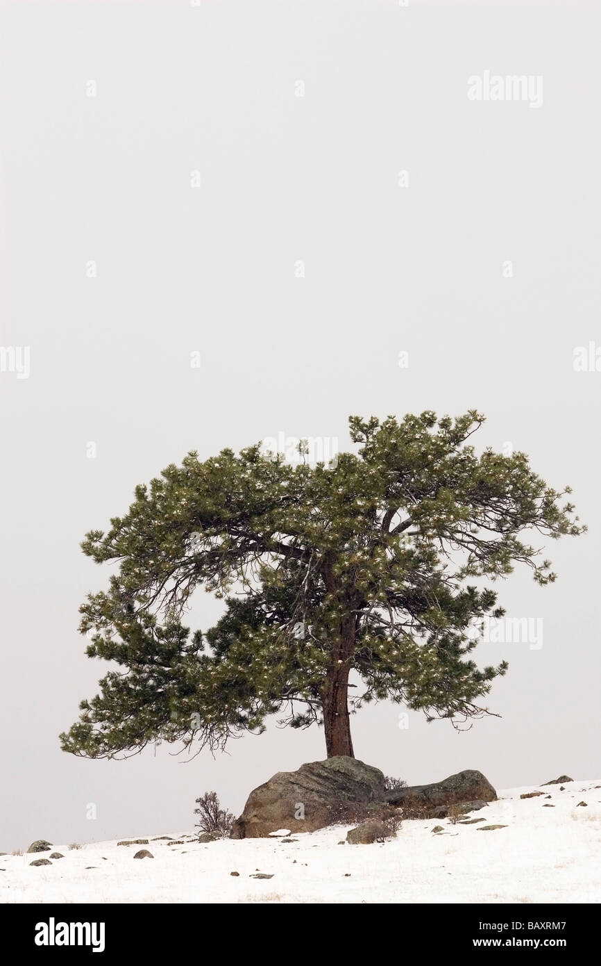Einsamer Baum im Schnee - Rocky Mountain Nationalpark - Estes Park, Colorado Stockfoto