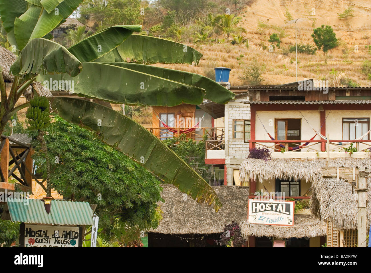 Bananenstaude und Hostels in Montanita zum beliebten Ferienort und berühmten Surf brechen nördlich von Guayaquil, Provinz Guayas, Ecuador Stockfoto
