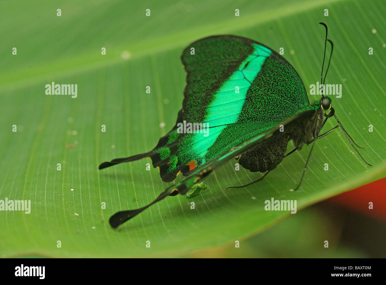Ein grüner Schwalbenschwanz - Papilio palinurus Stockfoto