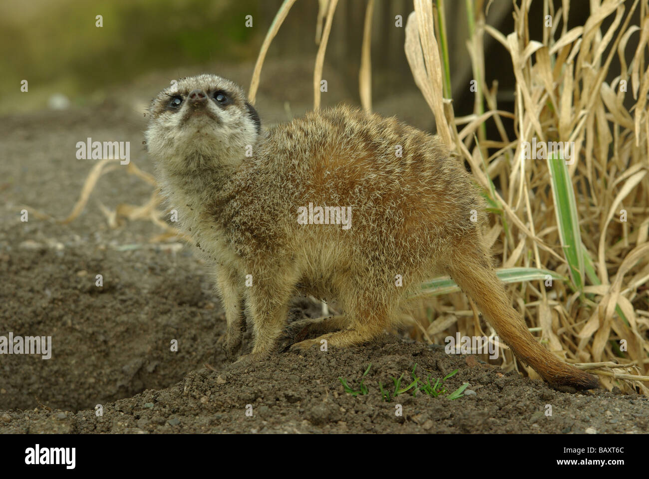 Erdmännchen Suricata suricatta Stockfoto