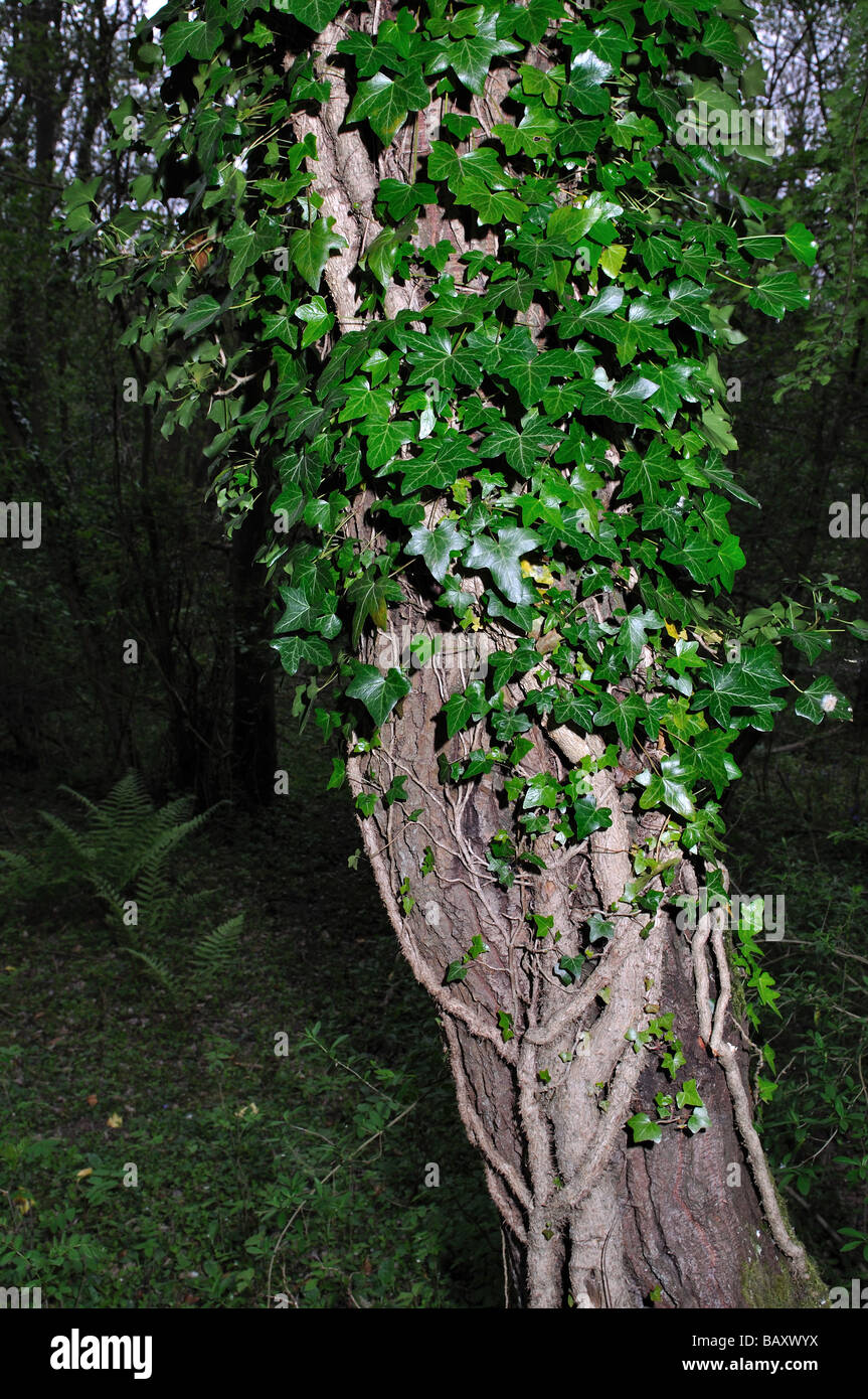 Efeu wchst an einem Baum Pflanze Pflanzen Schlingpflanze schleichende  Poison giftig Stockfotografie - Alamy