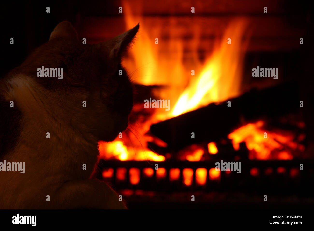 Silhouette einer Katze vor dem offenen Feuer Stockfoto