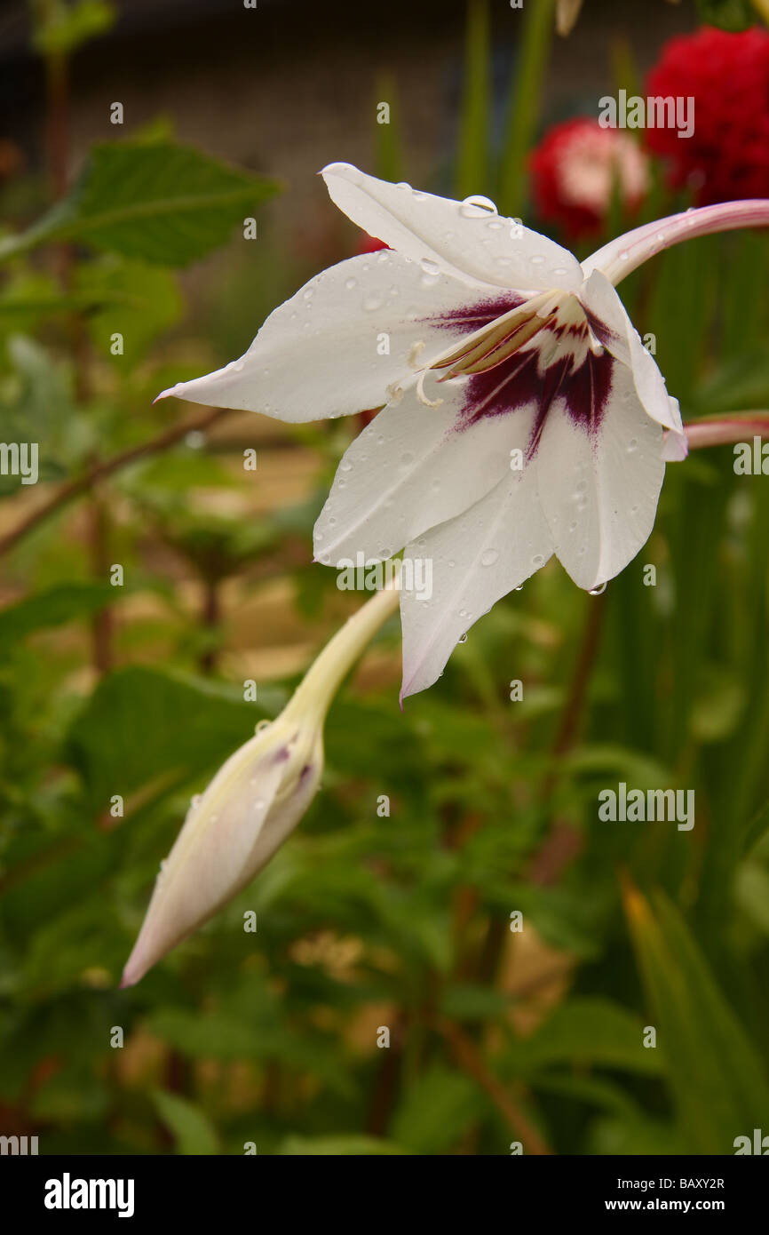 Ein Pfau Orchidee nach einer Dusche Regen A zweite ungeöffnete Knospe hinter Frankreich Limousin Stockfoto