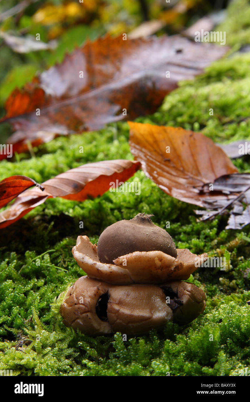 Ein Geastrum sessile Erde Sterne Pilz in moosigen Wäldern Surrey England Stockfoto