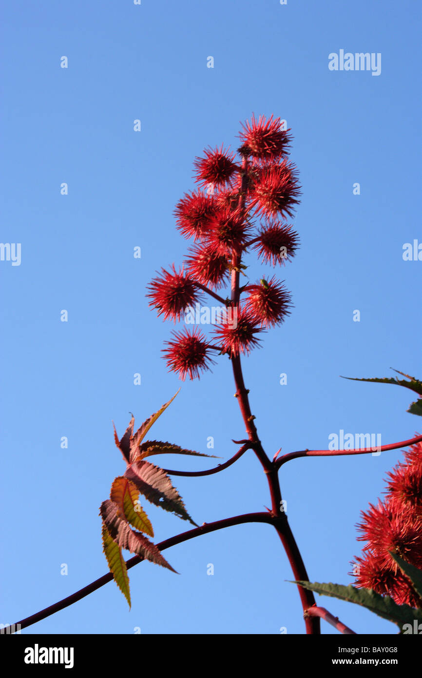 Paxoi, Spross einer Wunderbaumes Ricinus communis Stockfoto