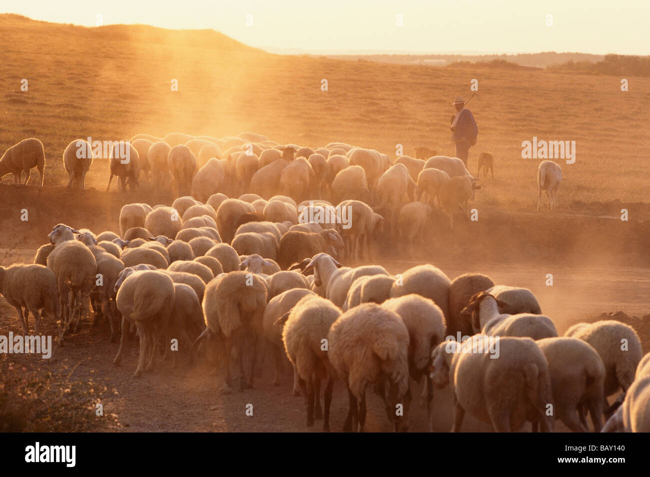 Ein Schäfer mit seiner Herde von Schafen umher auf den abgeernteten Feldern der Meseta in der Abendsonne, Kastilien-León, noch Stockfoto
