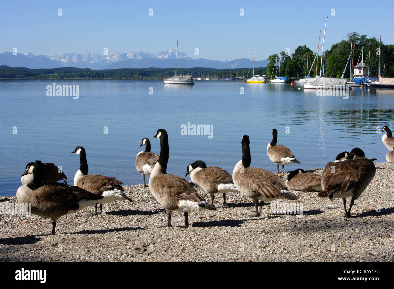 Gänse am Ufer in der Sonne, Lido von Tutzing, Starnberger See, Bayern, Deutschland Stockfoto