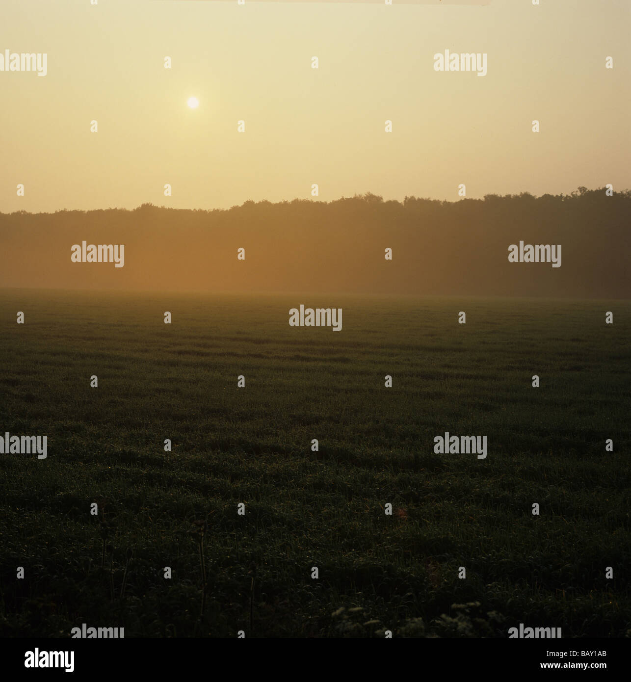 Frühen Morgenlicht und nebligen Sonne über eine Sommergerste Ernte in Oxfordshire Stockfoto