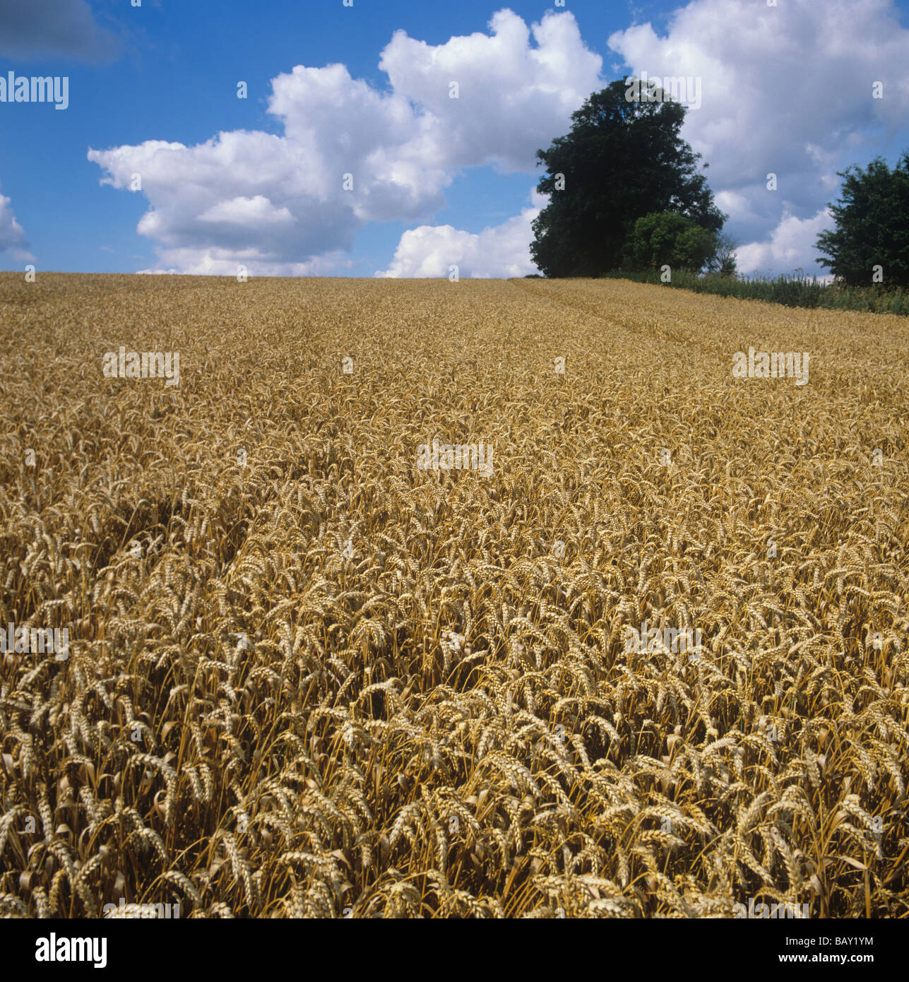 Reife Weizenernte an einem feinen Sommertag Berkshire Stockfoto