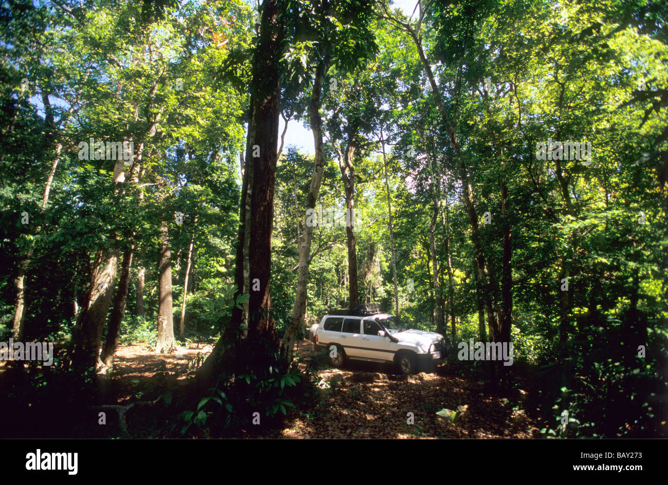 Jeep-Safari durch den Regenwald in der Iron Range Nationalpark, Queensland, Australien Stockfoto