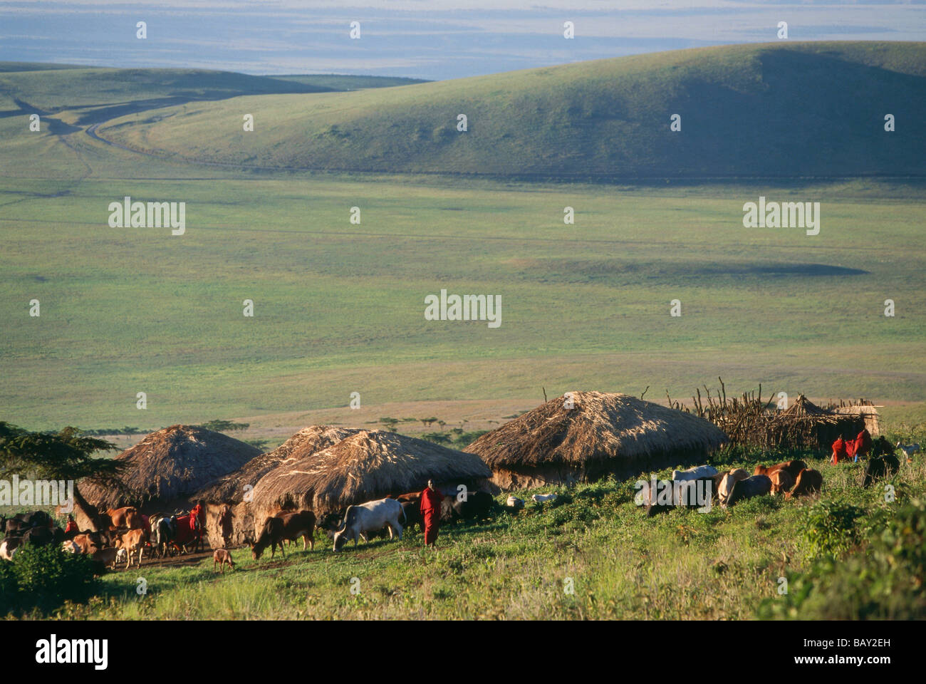 Massai-Dorf am Ngorongoro Krater, Tansania, Afrika Stockfoto