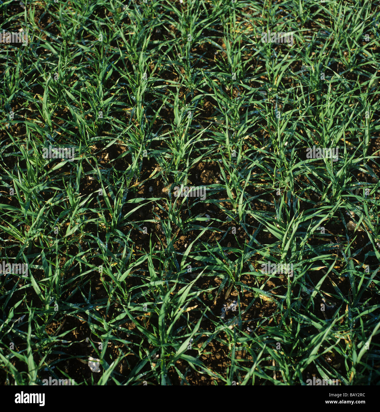 Junger Sämling Wintergerste schneiden in tillering Phase 22 Berkshire November Stockfoto