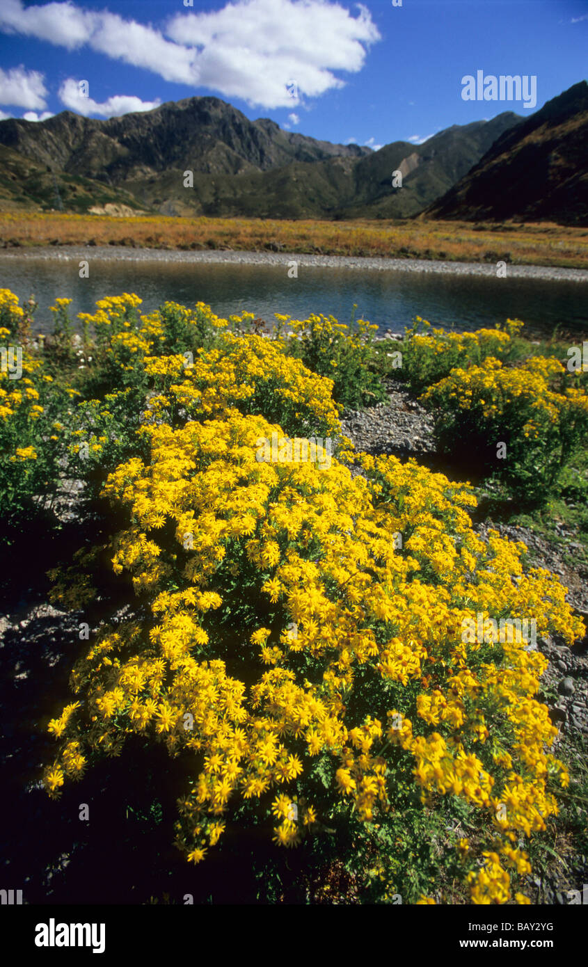 Blumen am Ufer des Clarence River in den Bergen, Südinsel, Neuseeland Stockfoto