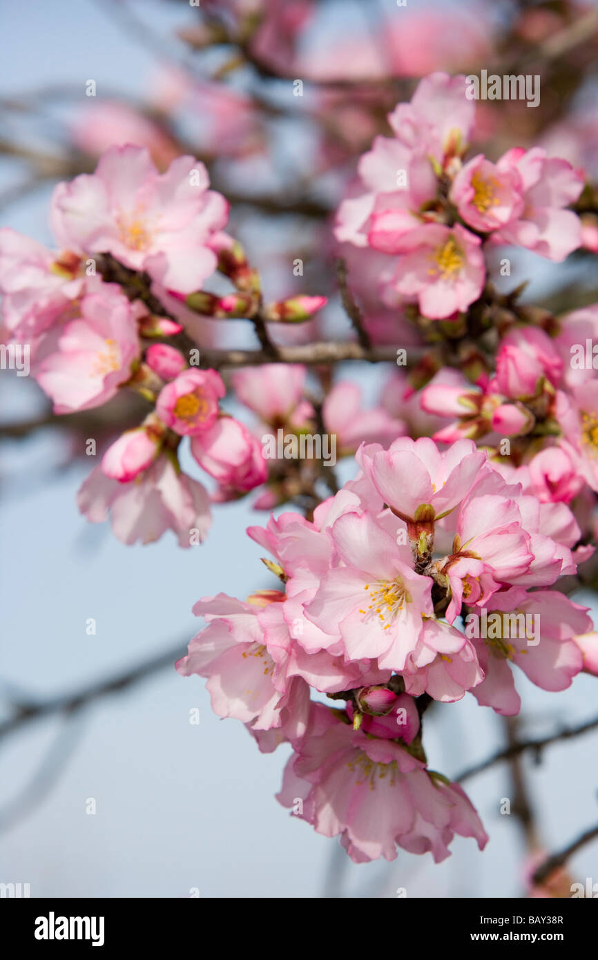 Aprikose Baum Blüte, in der Nähe von Randa, Mallorca, Balearen, Spanien Stockfoto