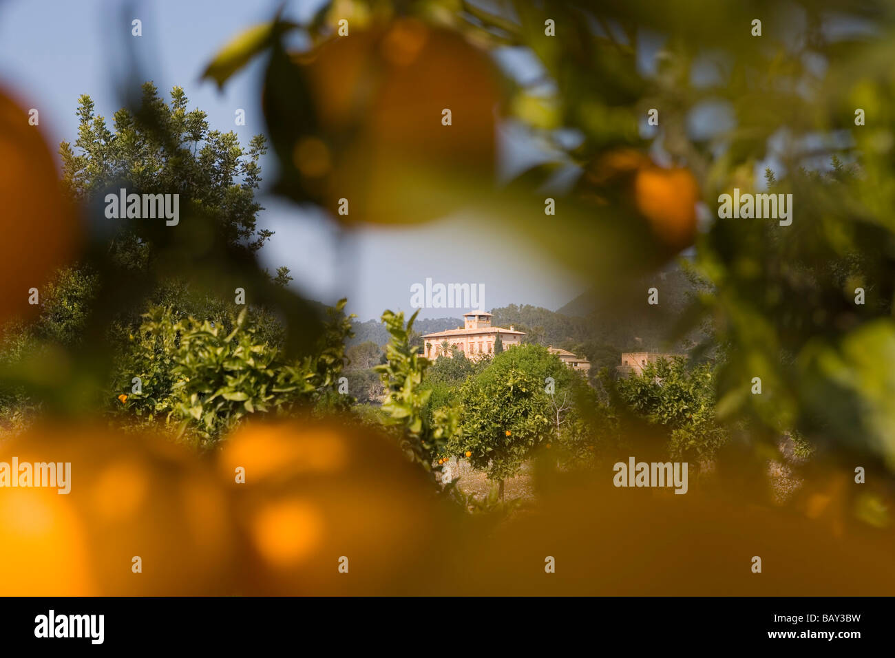 Orangenbaum und Finca in der Nähe von S'Esgleieta, Mallorca, Balearen, Spanien Stockfoto