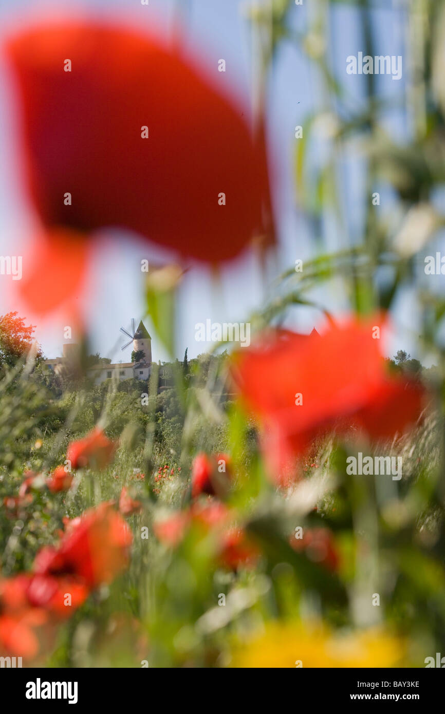 Roter Mohn Wiese und Windmühle, Santa Eugenia, Mallorca, Balearen, Spanien Stockfoto