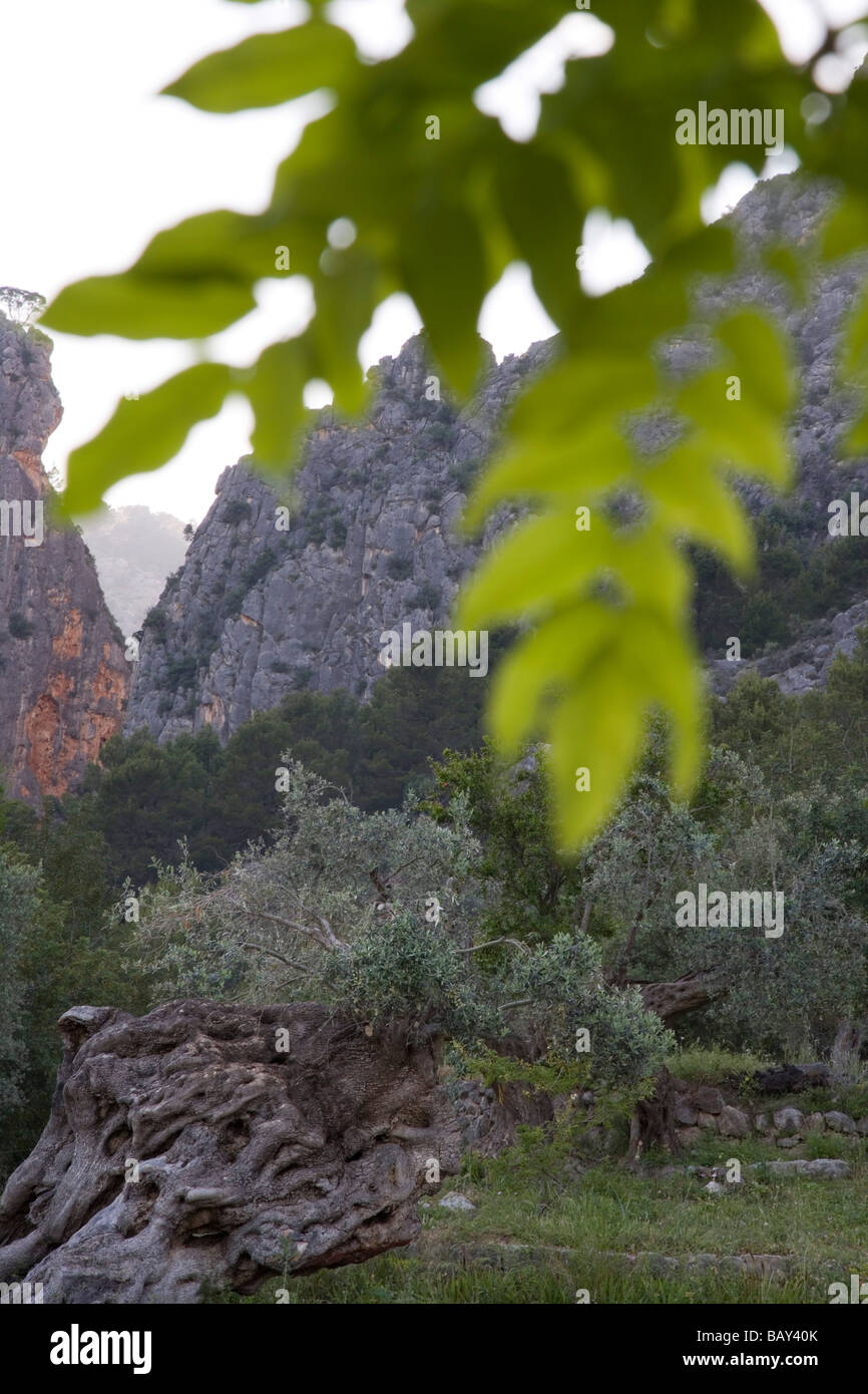 Olivenbaum in Alqueria Blanca Agroturismo Finca Hotel, in der Nähe von Bunyola, Mallorca, Balearen, Spanien Stockfoto