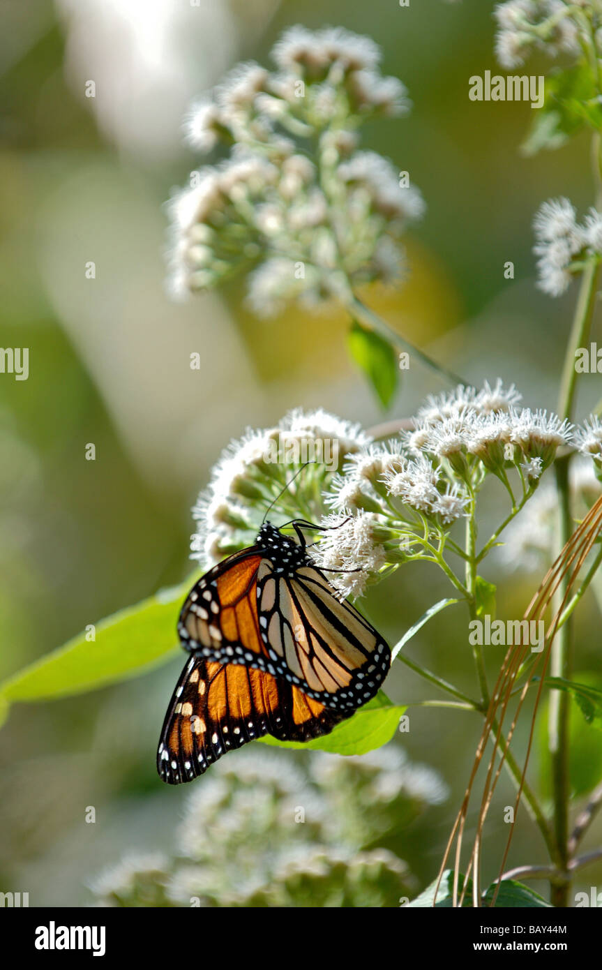 Monarch-Schmetterling auf Blume, San Luis, Mexiko Stockfoto