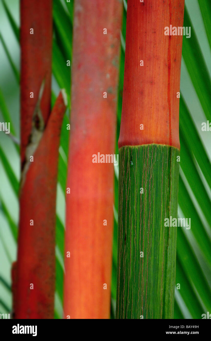 Bambus in der Küstenstadt Regenwald von Costa Rica, Mittelamerika Stockfoto