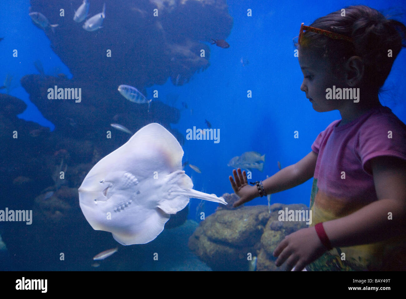 Mädchen bewundern Stingray im Palma Aquarium, El Arenal, Playa de Palma, Mallorca, Balearen, Spanien Stockfoto