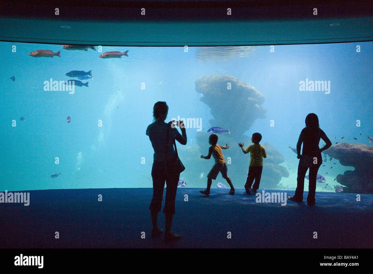 Familie bewundern Fisch im Aquarium von Palma, El Arenal, Playa de Palma, Mallorca, Balearen, Spanien Stockfoto