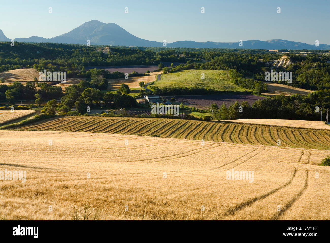 Landschaft mit Getreidefeldern, Alpes-de-Haute-Provence, Provence, Frankreich Stockfoto