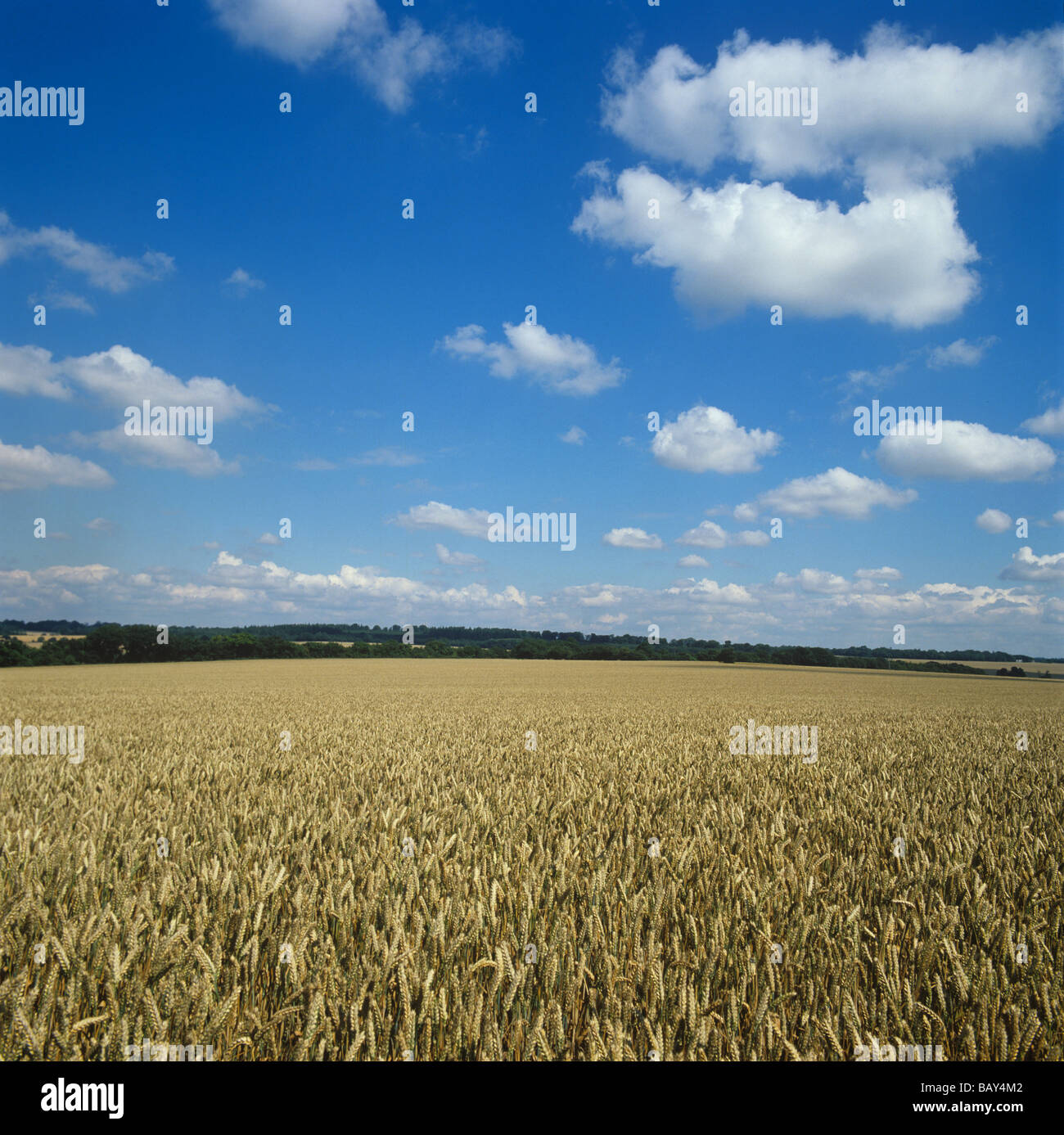 Reife Weizenernte an einem feinen Sommertag Berkshire Stockfoto