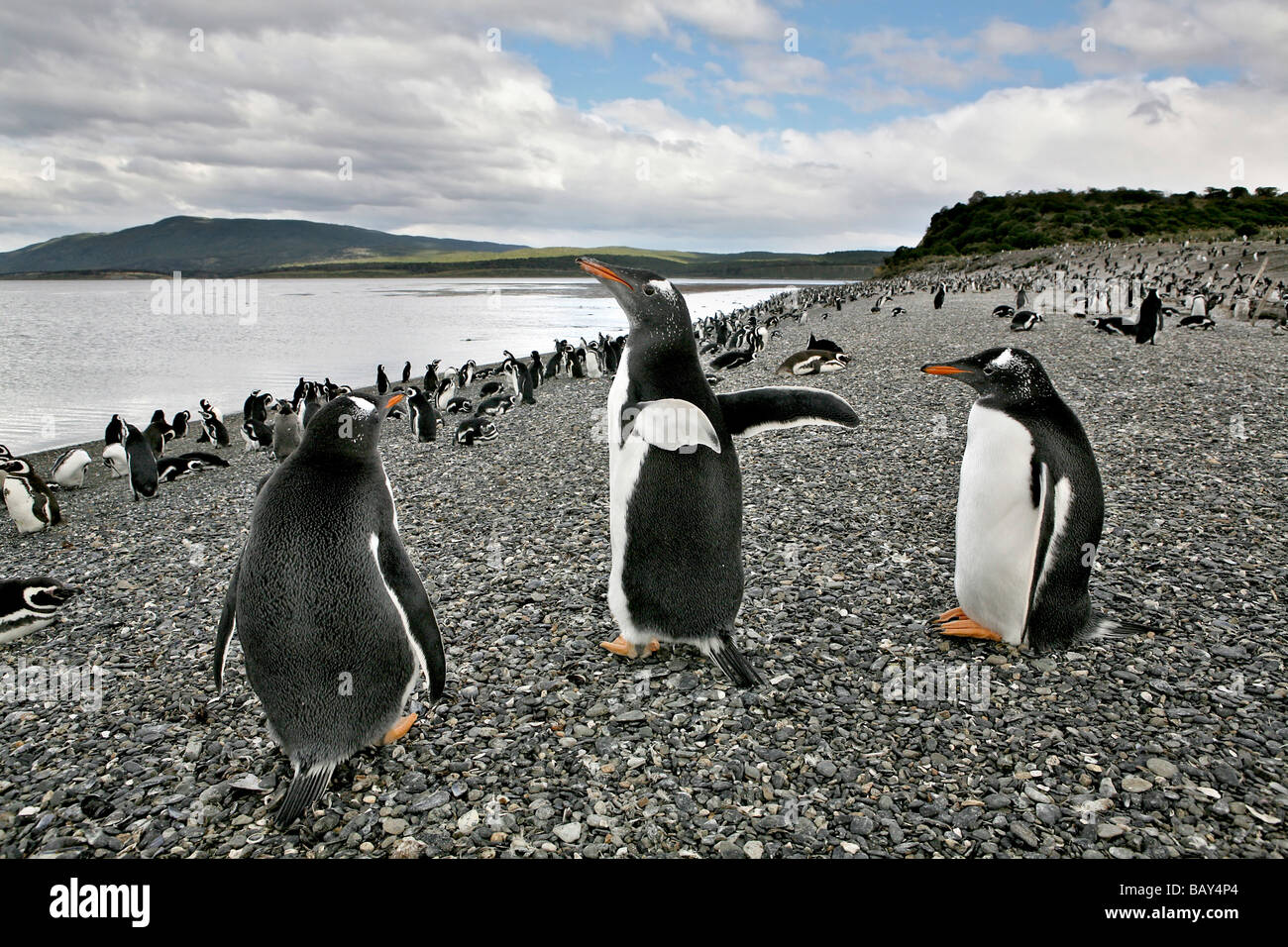 Papua Pinguins, Gentoo Penguins und Magellanic Pinguins auf einer Insel in der Nähe von Estancia Harberton, Feuerland, Argentinien, Süd Stockfoto