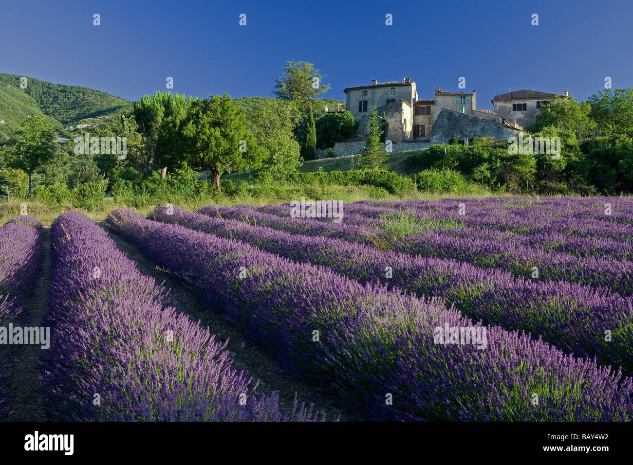 Blühender Lavendel Feld vor dem Dorf Auribeau, Luberon Bergen, Vaucluse, Provence, Frankreich Stockfoto