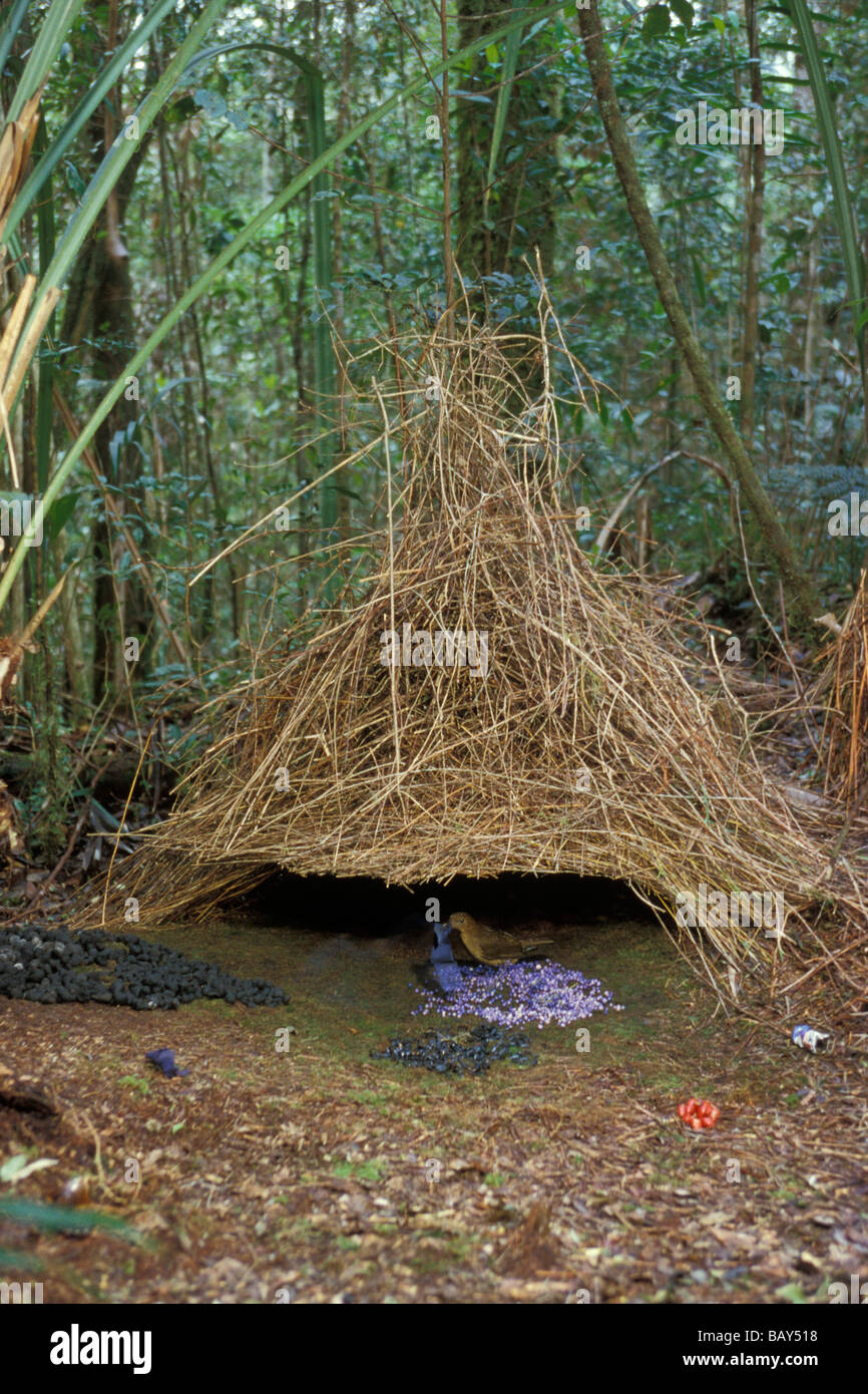 Laubenvogel, Brown Gärtner mit Beeren als Geschenk für das weibliche, Amblyornis Inornatus, Arfak Gebirge, Irian Jaya, Indonesien, Stockfoto